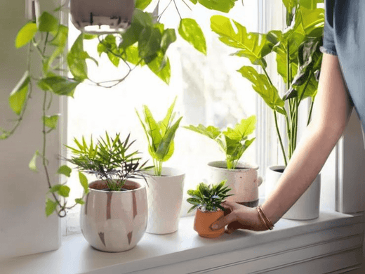 Artificial plants for home decor online India 2024