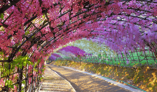 How to grow Pink Wisteria Exotic Plant in India