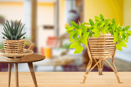 Cane Planters: A New Way of Home Décor That Breathes