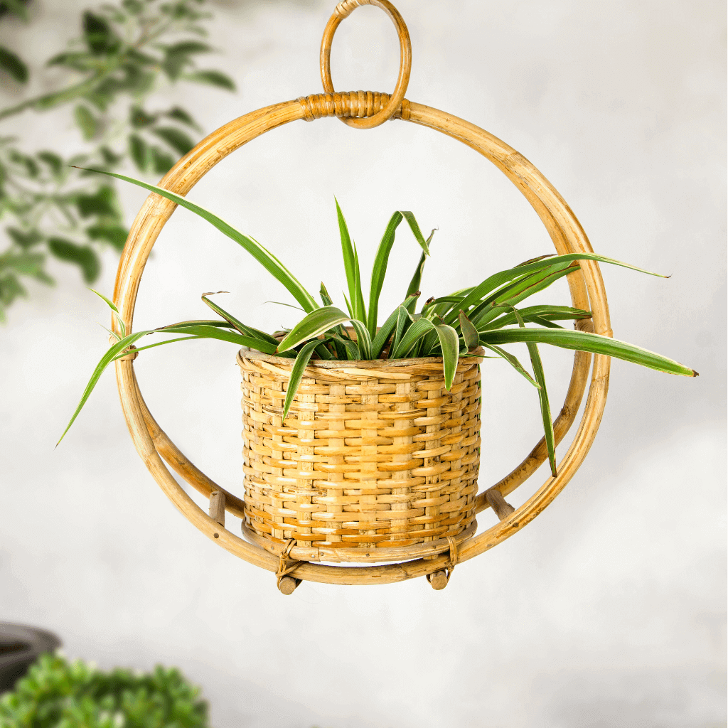 Bamboo Cane Circular Ring Hanging Multipurpose Planter 20 inch basket