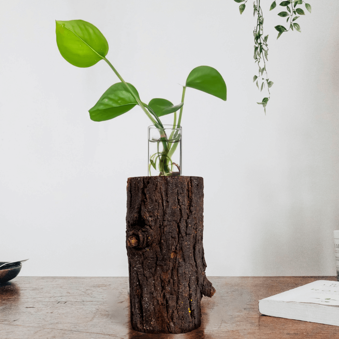 Gardening Happiness Box - Live Plant with Mini Bark Planter