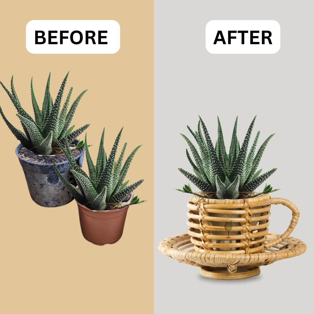 Bamboo Cane Premium Cup Saucer Planter 10 inch basket