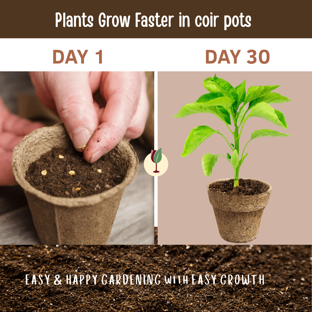 Biodegradable Coir planter Garden Nursery Coco Natural Cup Pots set of 5
