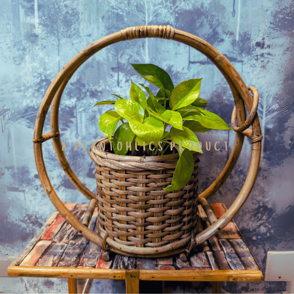 Bamboo Cane Circular Ring Hanging Multipurpose Planter 20 inch basket