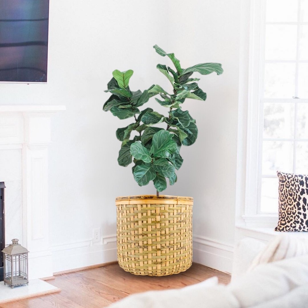 Bamboo Cane Basket Planter Cloth Basket set of 3