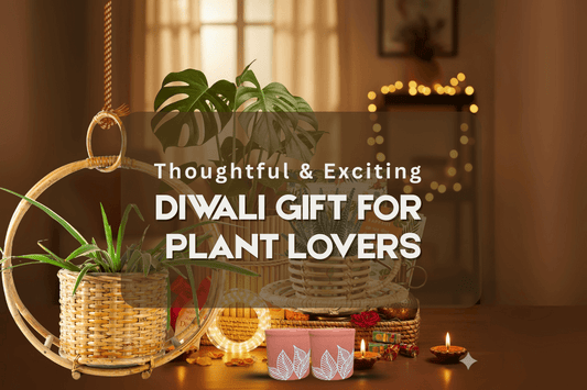 Diwali Gift for Plant Lovers: Options