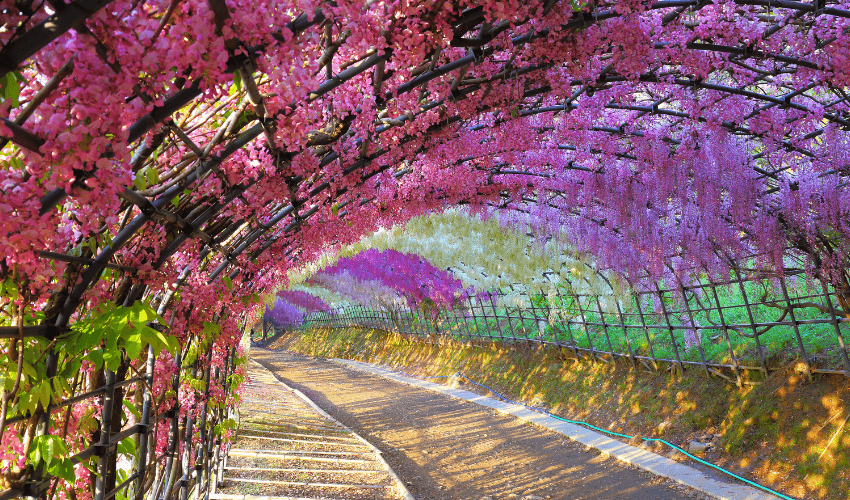 How to grow Pink Wisteria Exotic Plant in India