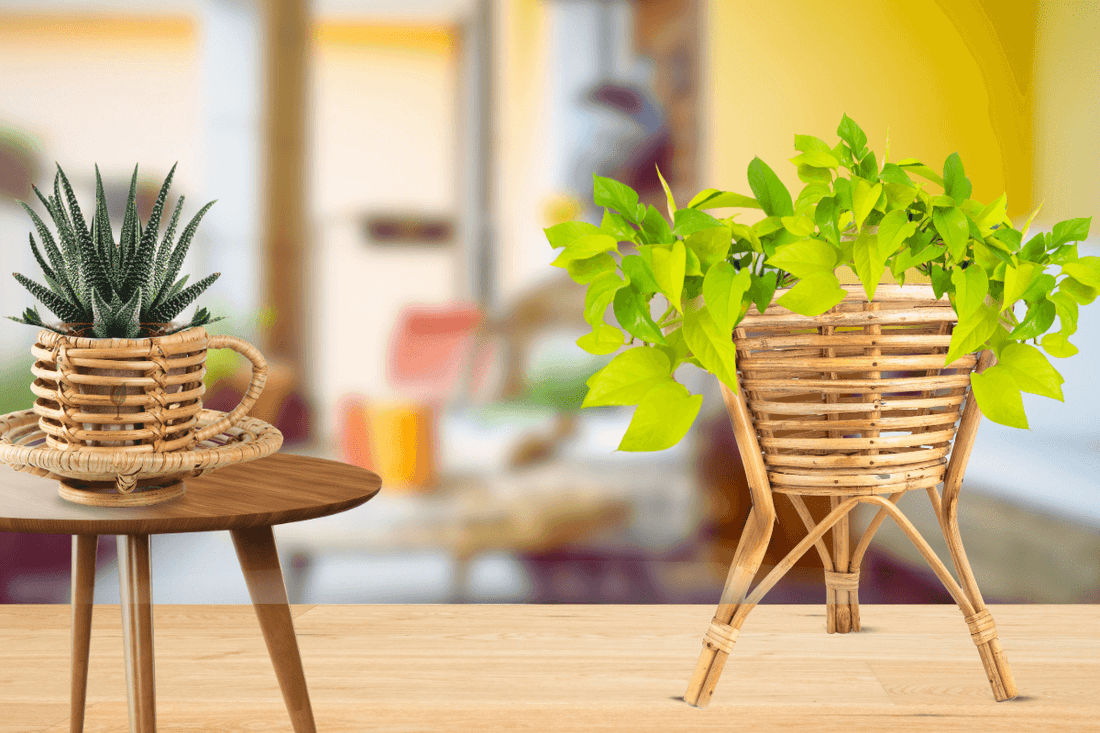 Cane Planters for Home Décor in India: Style That Breathes Life Into Your Space