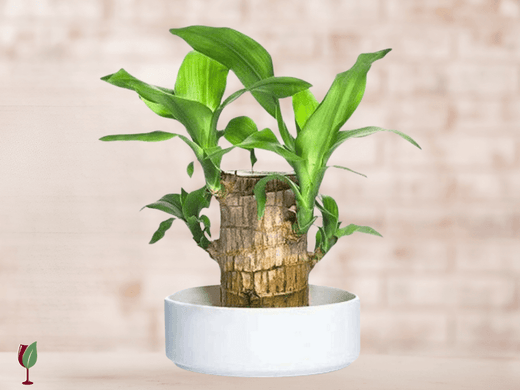 Top Tips to care Brazilian Lucky Bamboo Plant