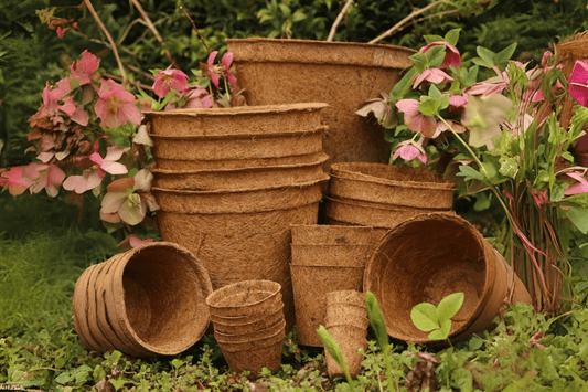Coco Coir Pots: The Best Eco-Friendly Planters to Buy Online in India
