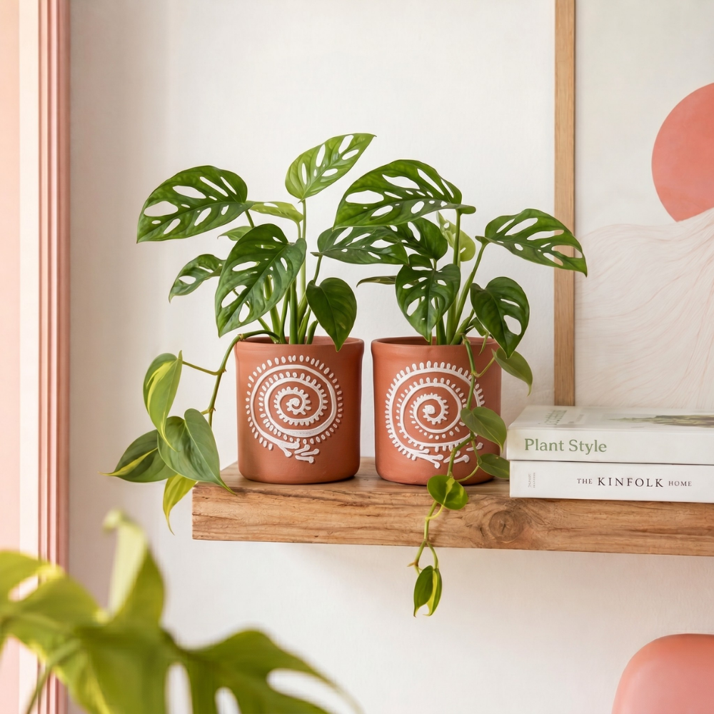 pack of 2 terracotta planters perfect for moisture loving plants 