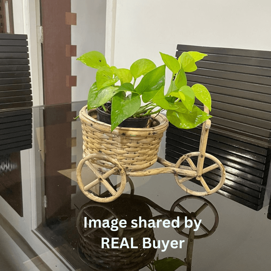 Bamboo Cane Handmade Premium Cycle Planter 8 inch basket