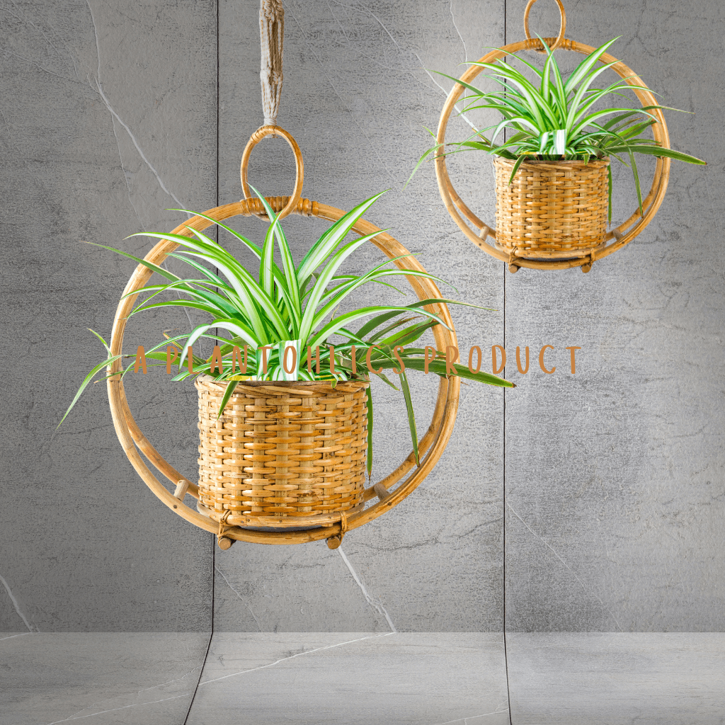 Bamboo Cane Premium Hanging Planter 20  inch basket