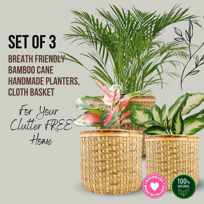 Bamboo Cane Basket Planter Cloth Basket set of 3