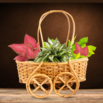 Handmade Bamboo cane premium basket planter