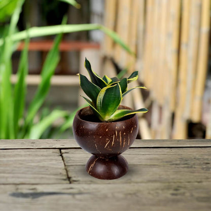 Polished Coconut Shell Planter | Table top planter