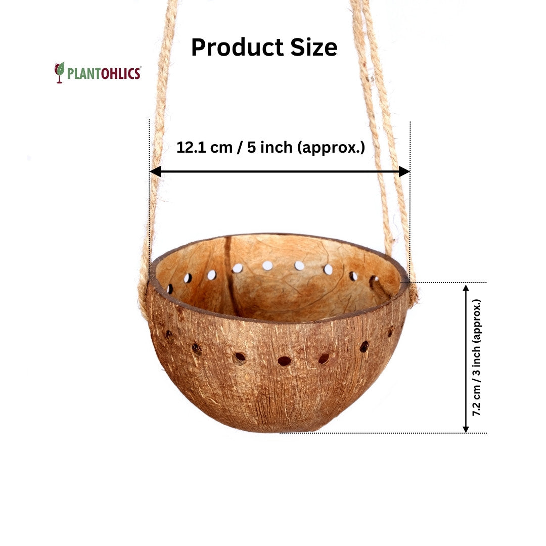 Coconut shell hanging planter