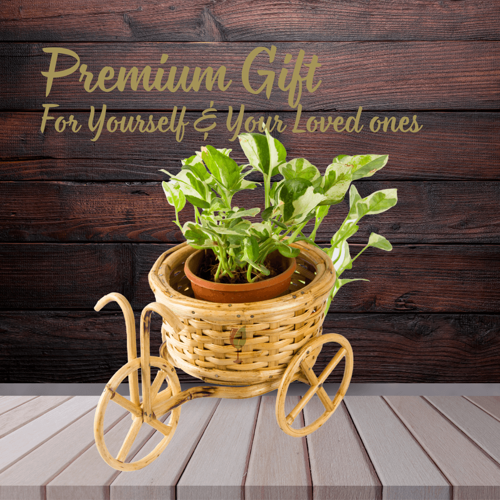 Bamboo Cane Handmade Premium Cycle Planter 8 inch basket