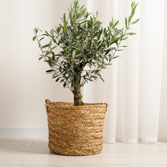 Jute planter for Indoor