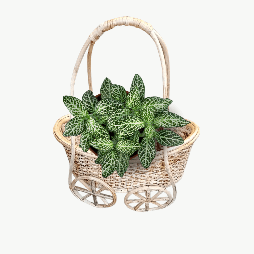 Handmade Bamboo cane premium basket planter