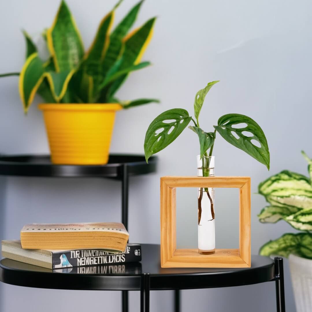Wooden frame single test tube propagation planter