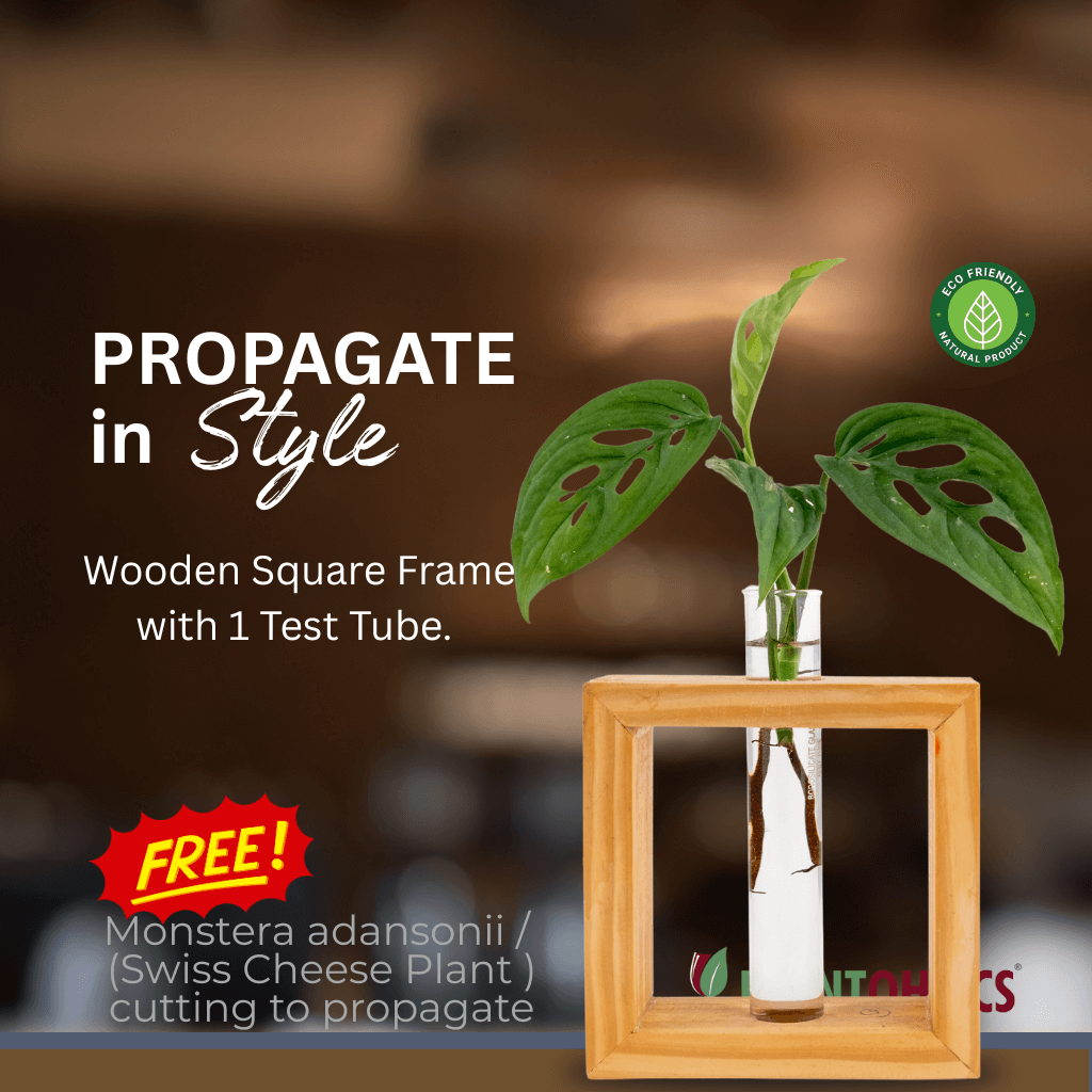 Wooden frame single test tube propagation planter