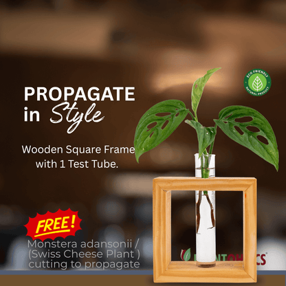 Wooden frame single test tube propagation planter