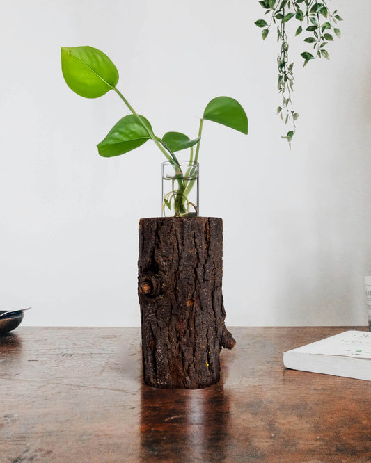 Test tube tree bark planter xx inches