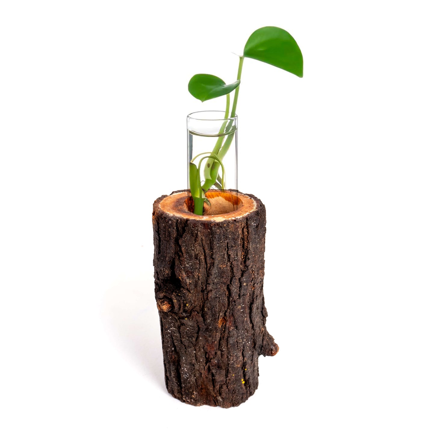 Test tube tree bark planter xx inches