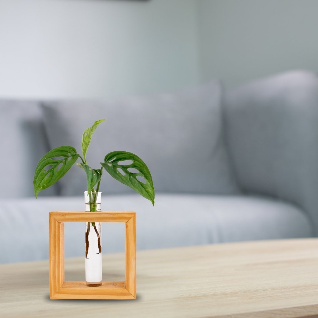 Wooden frame single test tube planter