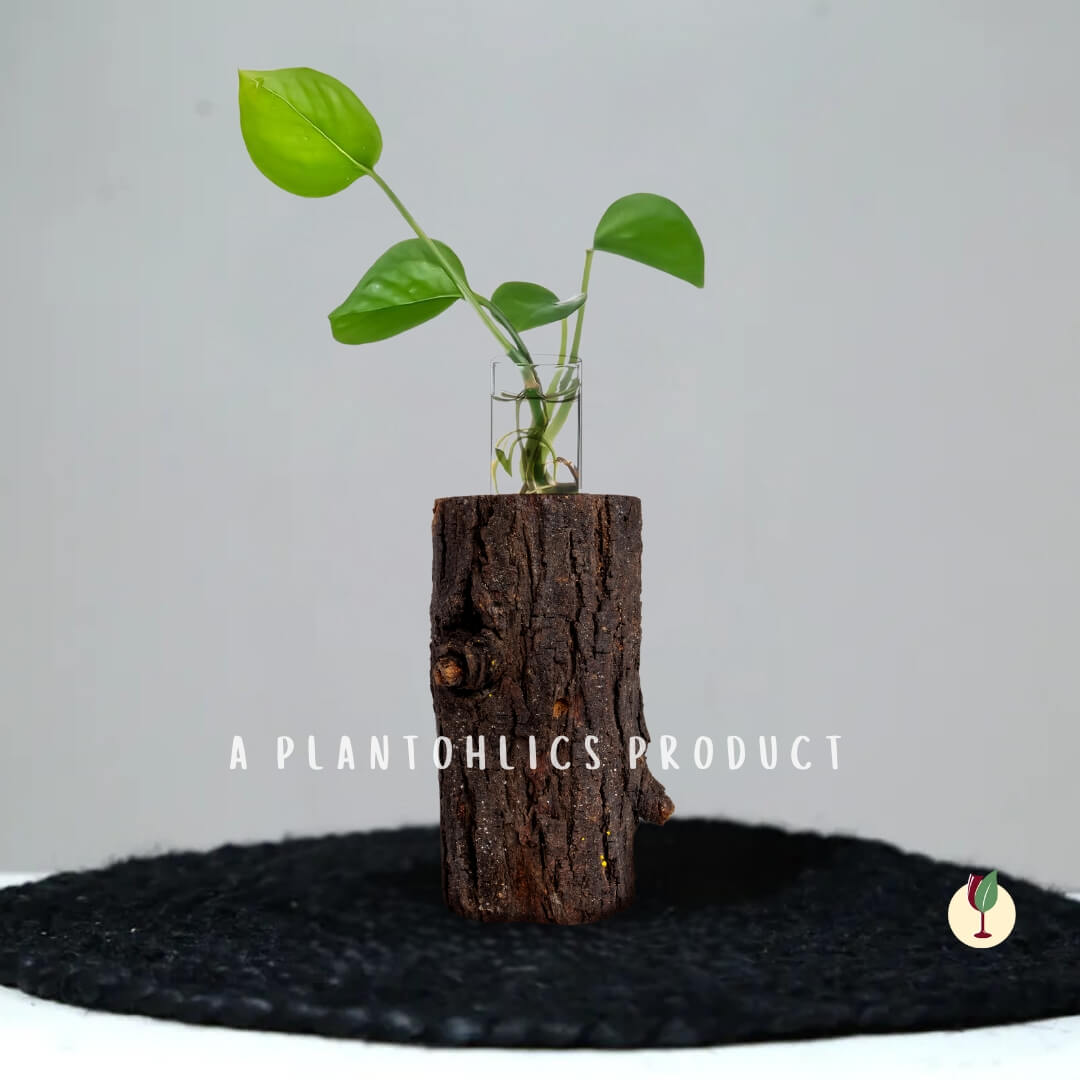 Test tube tree bark planter xx inches