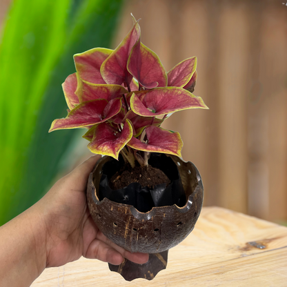 Coconut shell matte tabletop planter