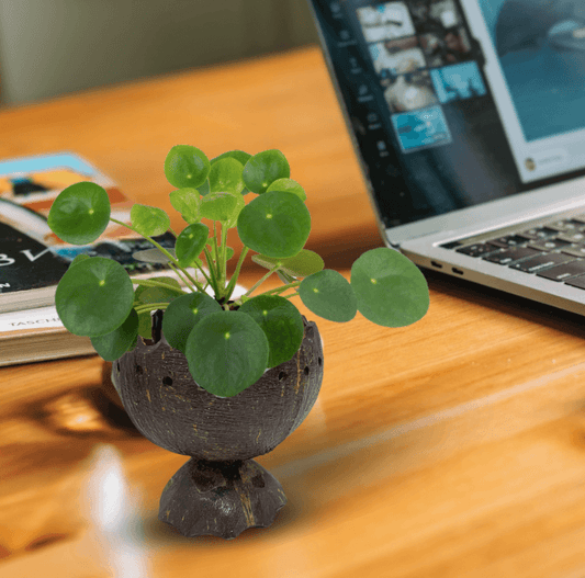 Coconut shell matte tabletop planter