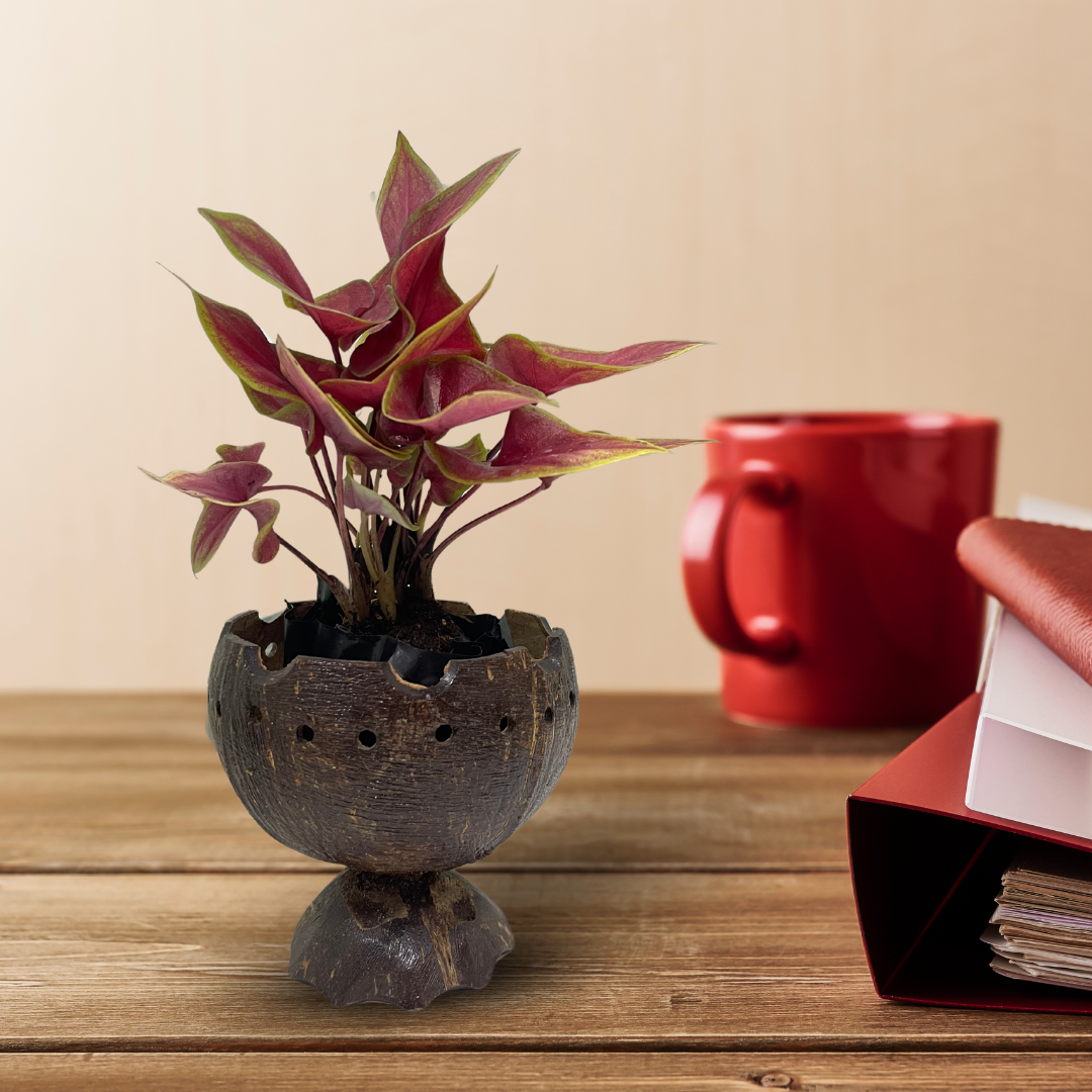 Coconut shell matte tabletop planter