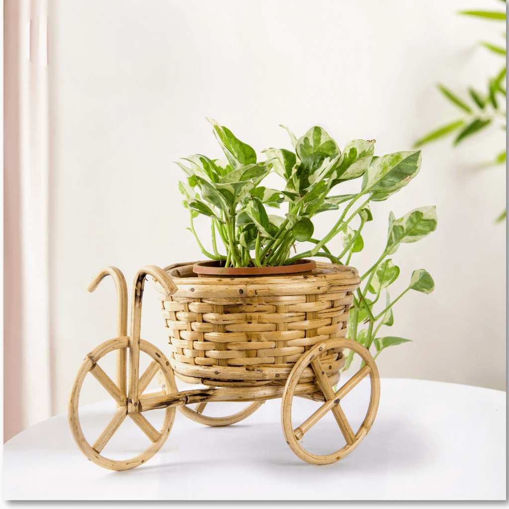 Bamboo Cane Handmade Premium Cycle Planter 8 inch basket