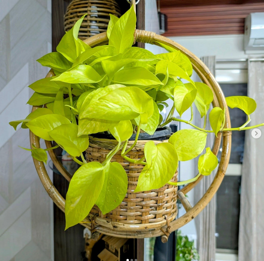 Bamboo Cane Circular Ring Hanging Multipurpose Planter 20 inch basket